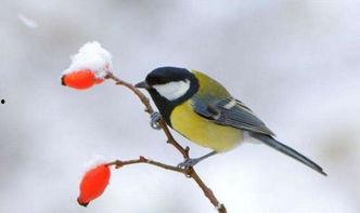 鸟可以变成人类吗视频,揭秘鸟类变人类的奇幻之旅