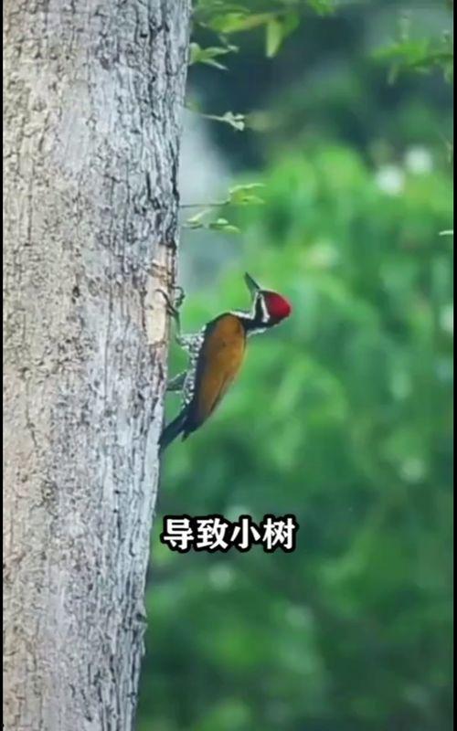 鸟可以变成人类吗视频,揭秘鸟类变人类的奇幻之旅