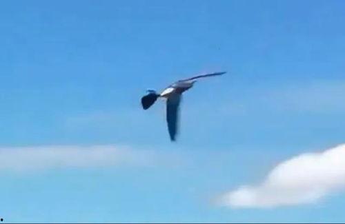 鸟可以变成人类吗视频,揭秘鸟类变人类的奇幻之旅