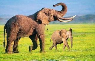 大象转世成人了吗视频,揭秘神奇动物轮回之谜