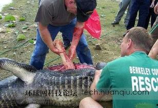 成人被鳄鱼袭击视频,成人遭遇鳄鱼袭击现场直击