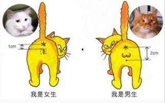 成人猫尾巴道具视频展示,趣味与创意的完美结合