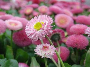 成人雏菊帽子怎么戴的视频,成人雏菊帽子时尚佩戴教程