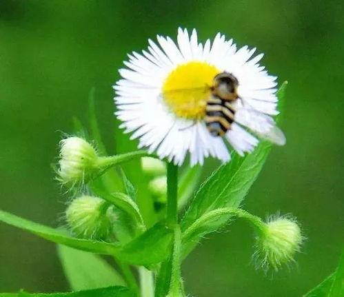成人雏菊帽子怎么戴的视频,成人雏菊帽子时尚佩戴教程