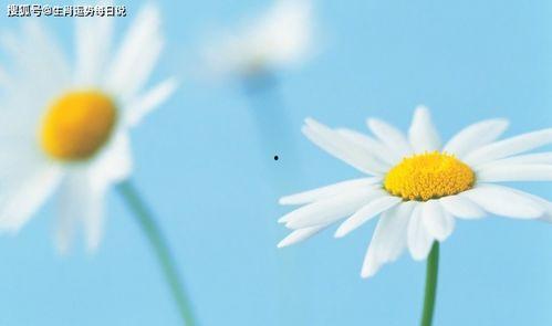 成人雏菊帽子怎么戴的视频,成人雏菊帽子时尚佩戴教程